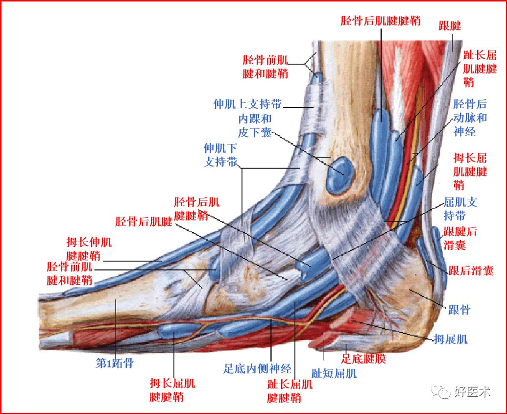 踝关节MRI解剖与常见病变-5