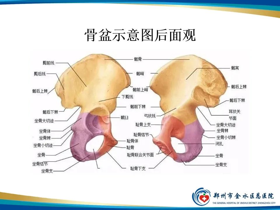 【PPT】骨盆拍片技术与临床意义-4