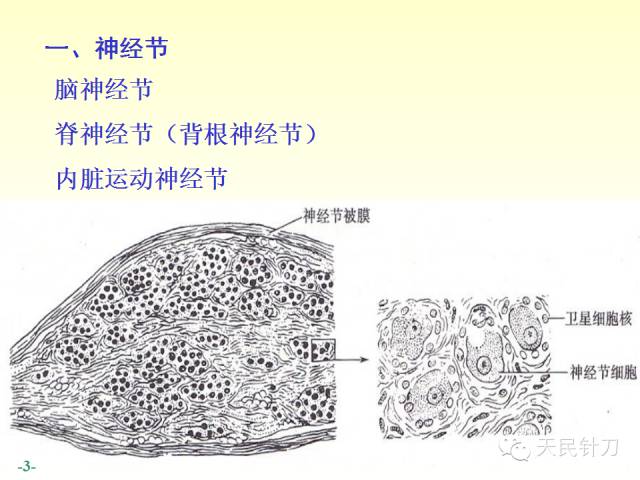 【PPT】脊神经解剖