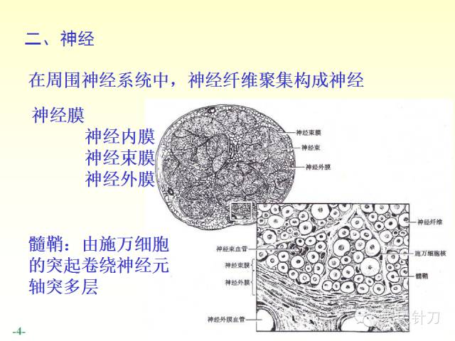 【PPT】脊神经解剖