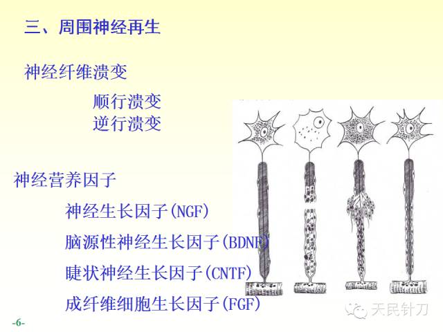 【PPT】脊神经解剖