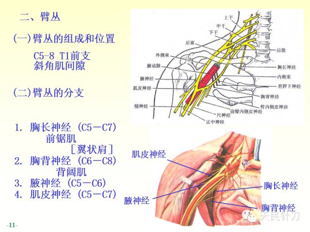 【PPT】脊神经解剖