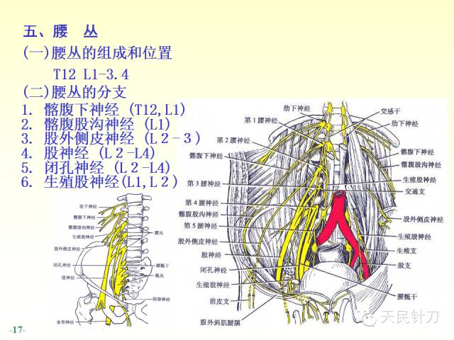 【PPT】脊神经解剖