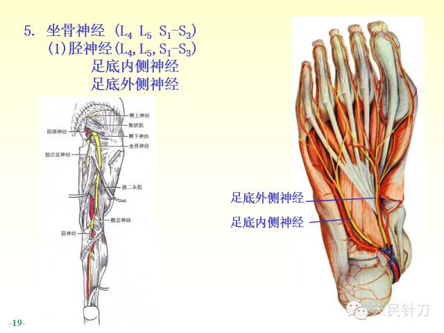 【PPT】脊神经解剖