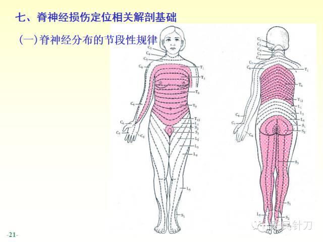 【PPT】脊神经解剖