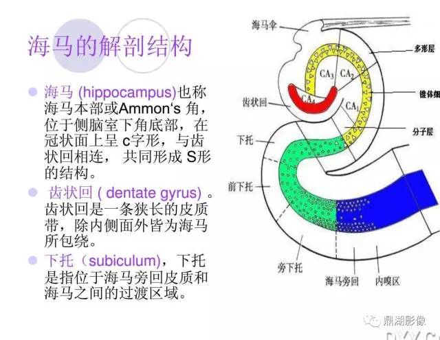 【PPT】海马硬化性颞叶癫痫的MRI探索研究