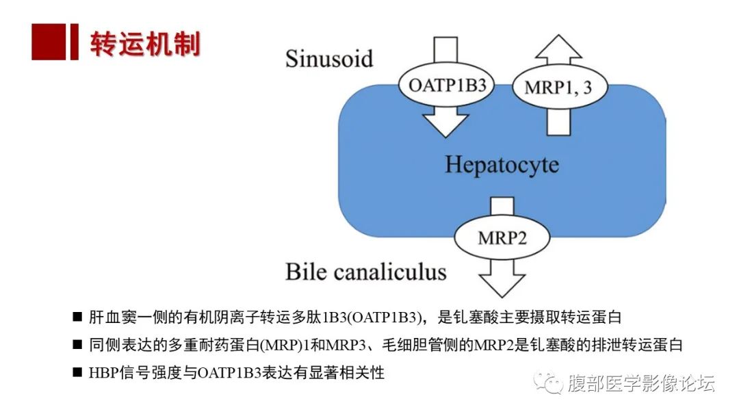 【PPT】肝胆期高信号的病变影像表现及临床意义-7