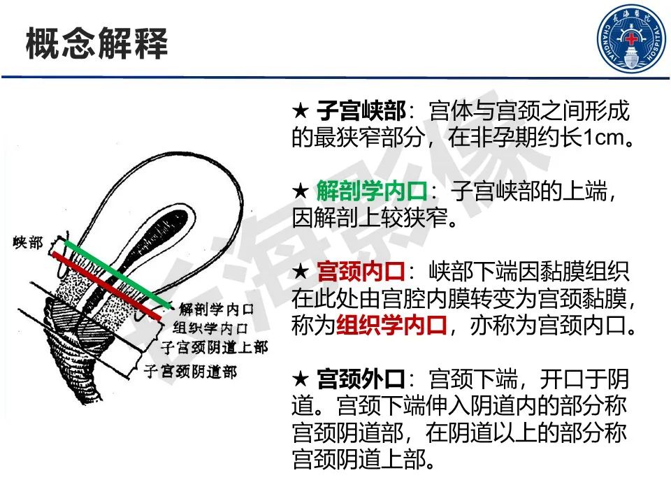 【PPT】子宫畸形的分类及MR诊断-5