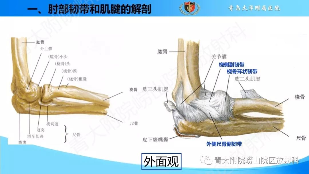 【PPT】肘部韧带和肌腱损伤的MRI诊断-7