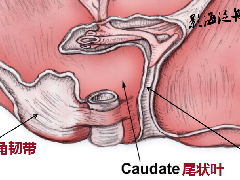 重新认识肝尾状叶