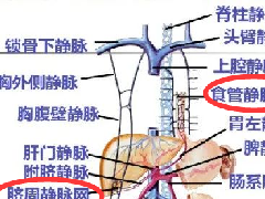 <b>肝门静脉系统解剖</b>