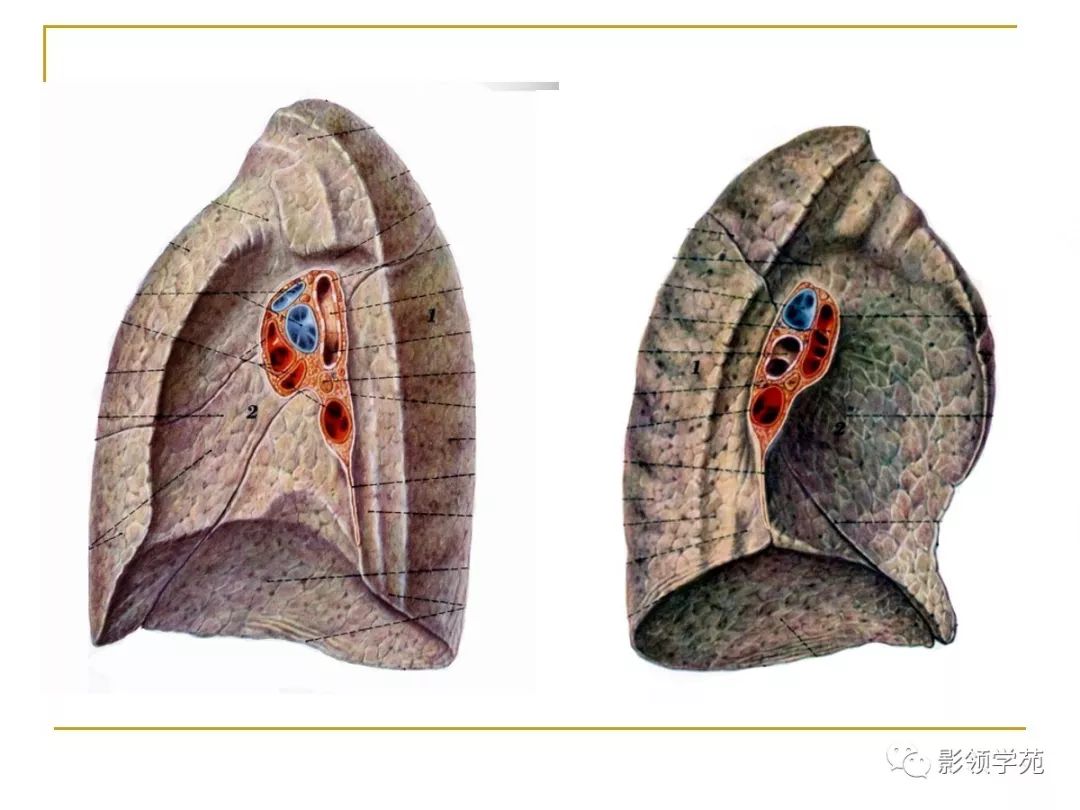肺段与肺内管道应用解剖