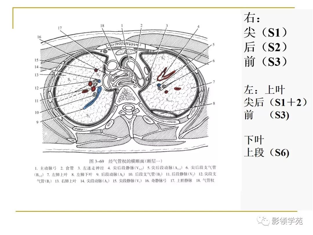 肺段与肺内管道应用解剖