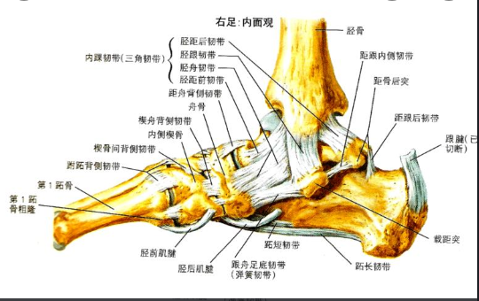 【PPT】踝关节韧带损伤MR表现与损伤机制分析-1