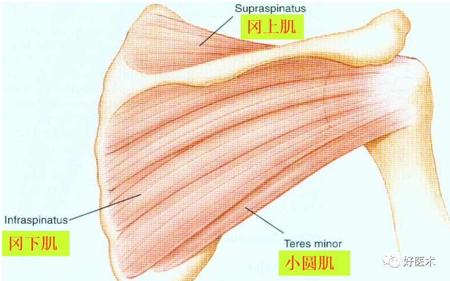 肩关节损伤的影像学诊断-10 肩关节损伤的影像学诊断-10