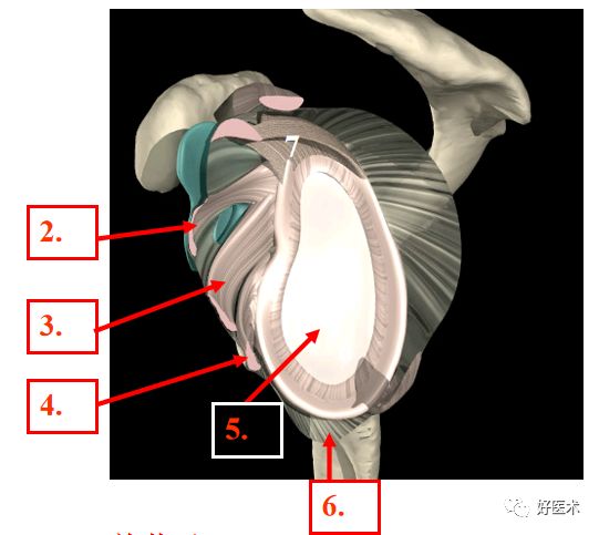 肩关节损伤的影像学诊断-5 肩关节损伤的影像学诊断-5