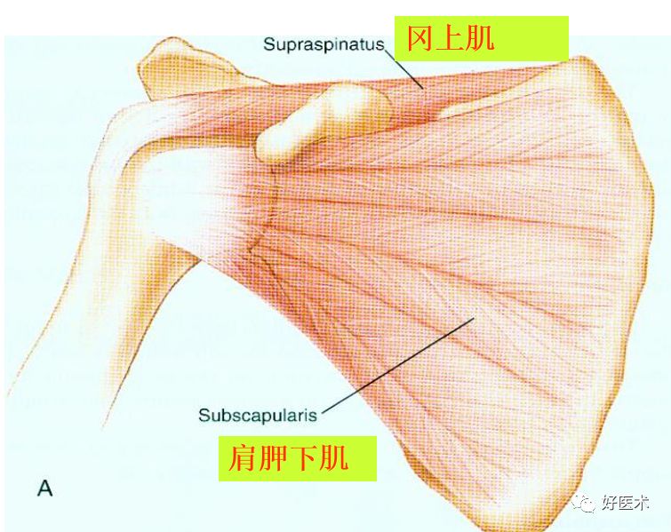 肩关节损伤的影像学诊断-9 肩关节损伤的影像学诊断-9