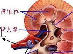 肾门三结构的解剖关系