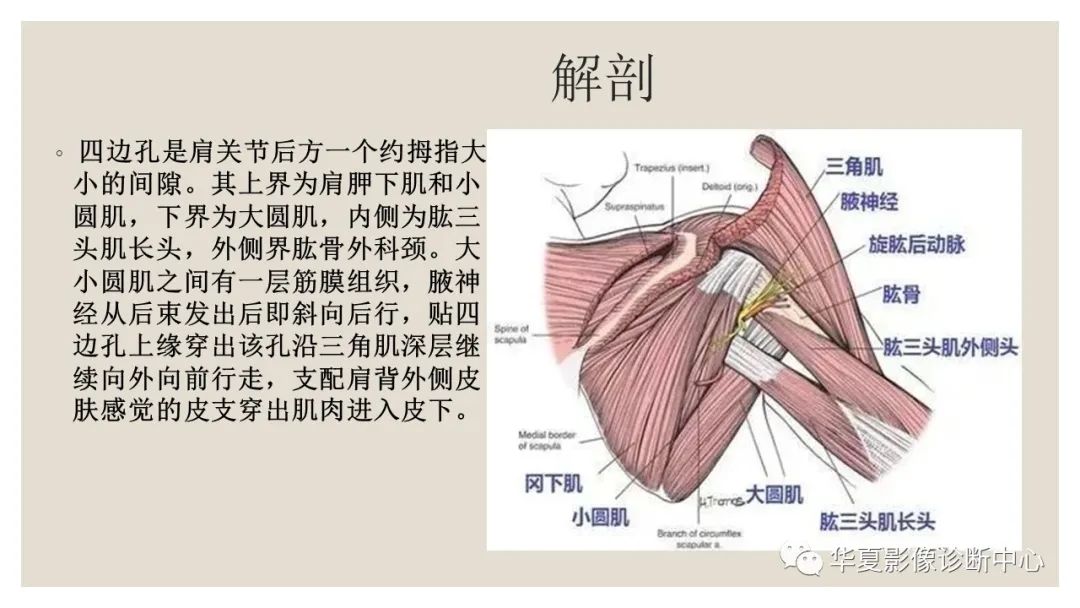 【PPT】四边孔综合征-3