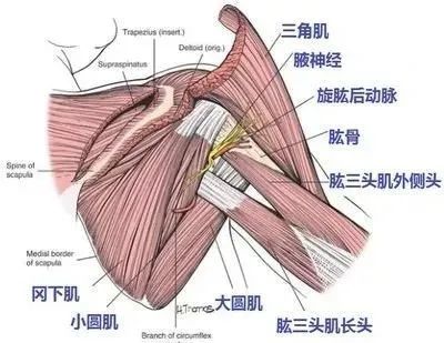 四边孔综合征-5