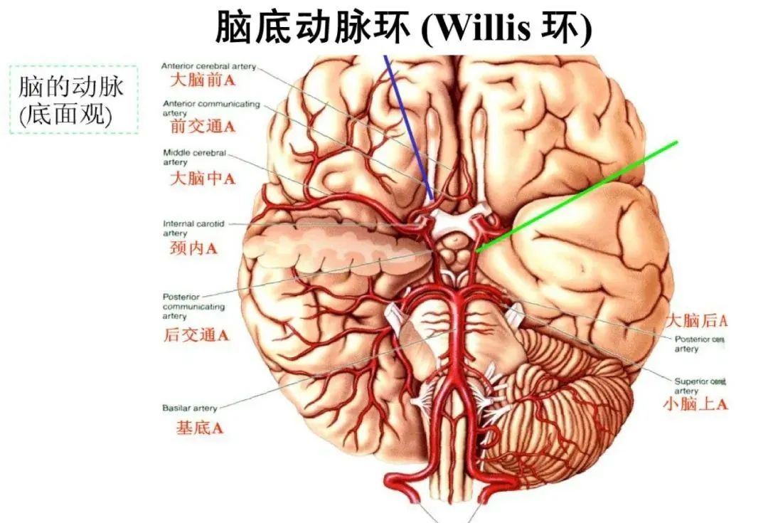 从梗死部位推测责任血管：脑血管解剖-6