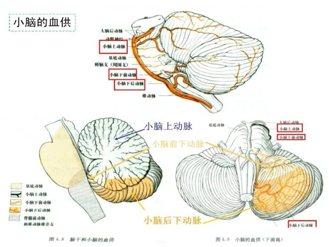 从梗死部位推测责任血管：脑血管解剖-124