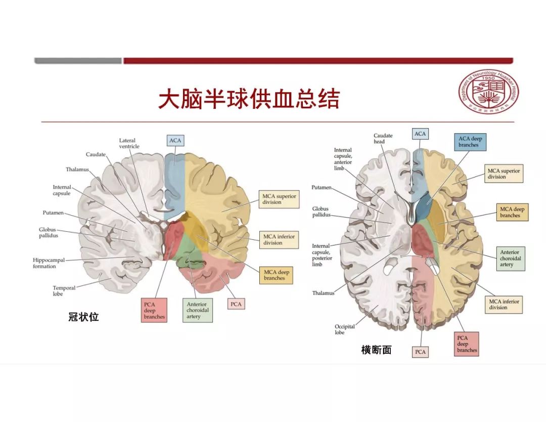 【PPT】脑血管的解剖基础-27