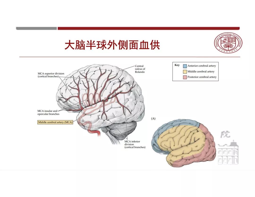 【PPT】脑血管的解剖基础-18