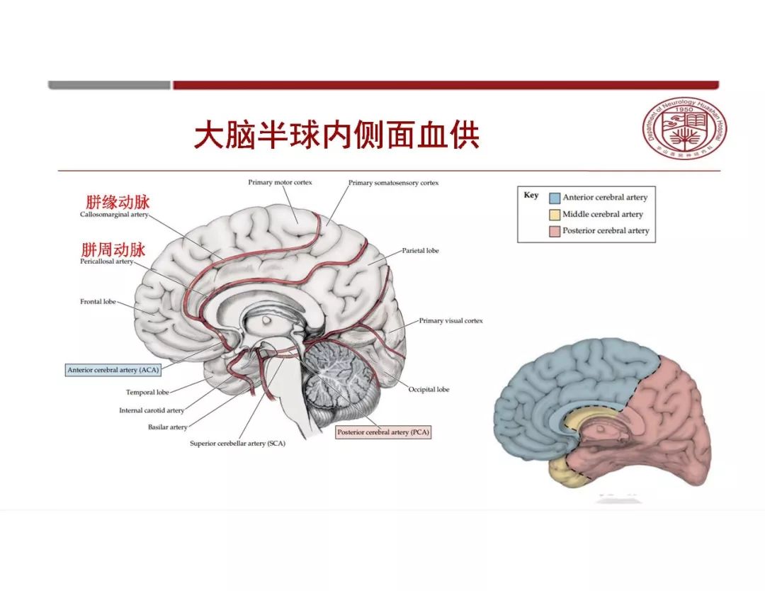 【PPT】脑血管的解剖基础-17