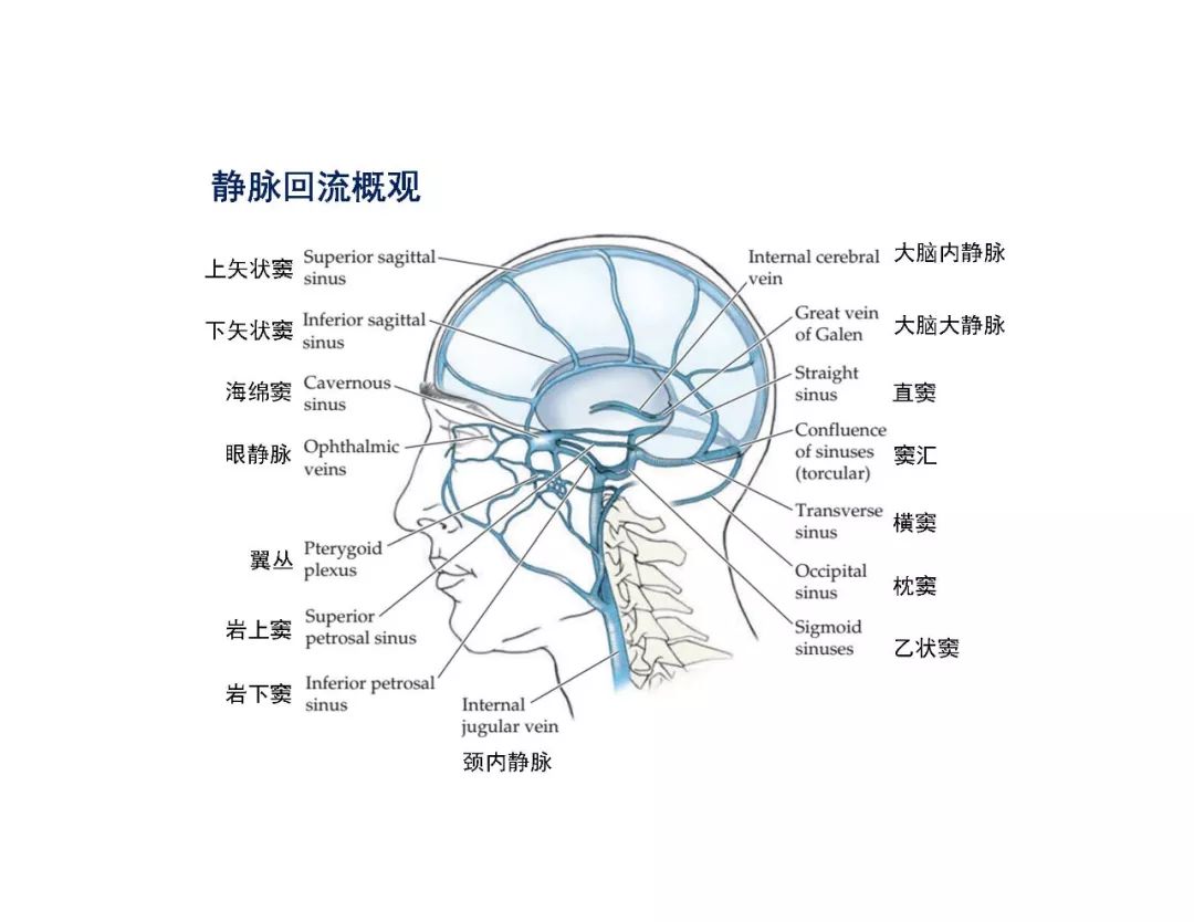 【PPT】脑血管的解剖基础-40
