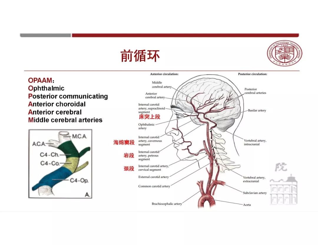 【PPT】脑血管的解剖基础-8