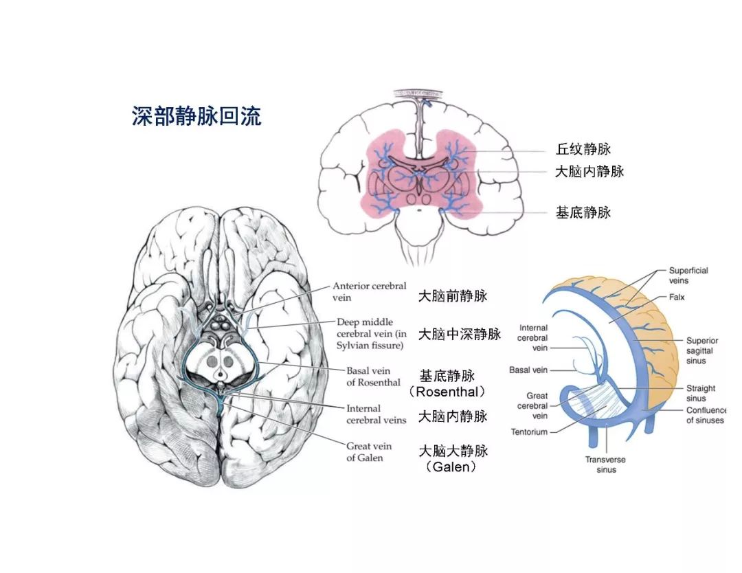 【PPT】脑血管的解剖基础-43