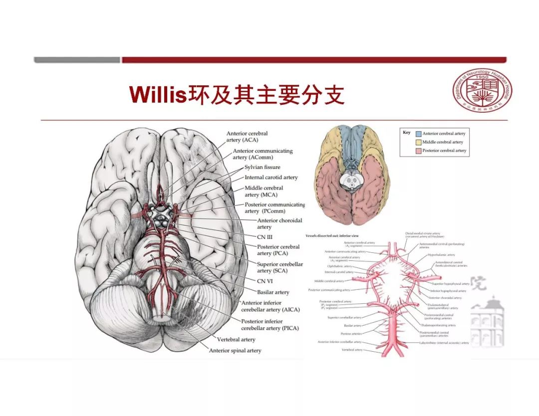 【PPT】脑血管的解剖基础-16
