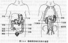 腹部器官位置示意