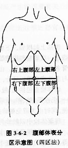腹部的体表标志及分区 - 百科博览 - 百科博览的博客