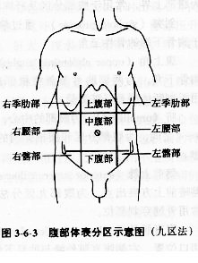 腹部的体表标志及分区 - 百科博览 - 百科博览的博客
