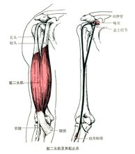肱二头肌 肱二头肌