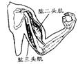 肱三头肌 肱三头肌