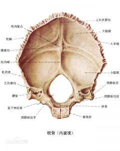枕骨内面观