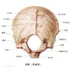 枕骨外面观