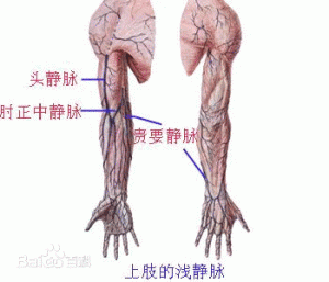 贵要静脉