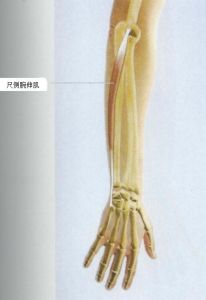 尺侧腕屈肌