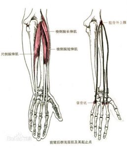 尺侧腕伸肌
