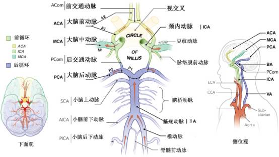 大脑Willis环的解剖及变异 大脑Willis环的解剖及变异