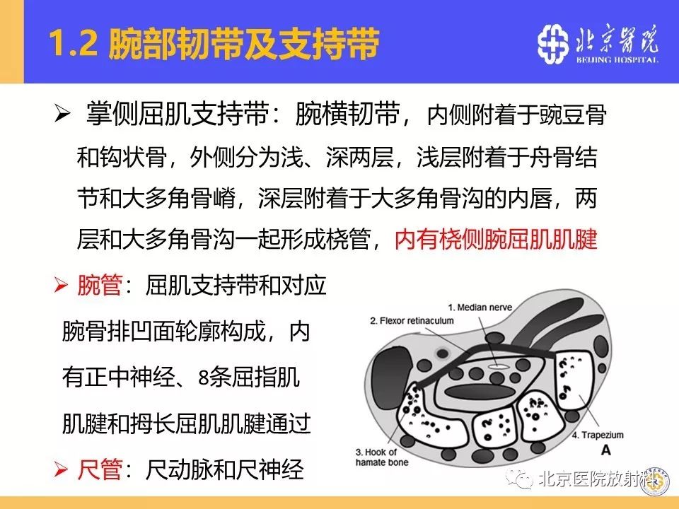 【PPT】三角纤维软骨复合体(TFCC)损伤 【PPT】三角纤维软骨复合体(TFCC)损伤