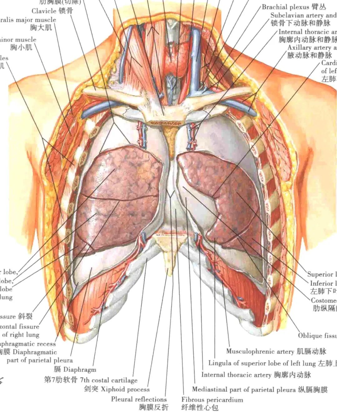 胸膜解剖及胸膜孤立性纤维瘤的 CT 诊断