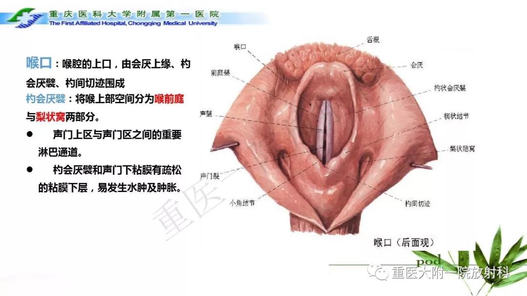 【PPT】咽部解剖及T分期影像诊断