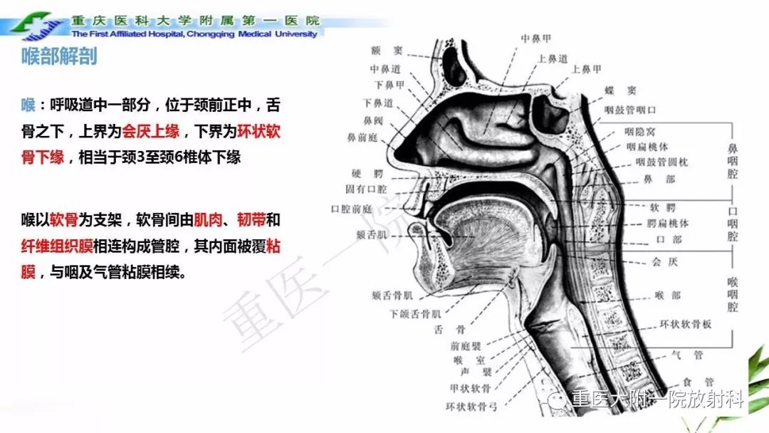 【PPT】咽部解剖及T分期影像诊断
