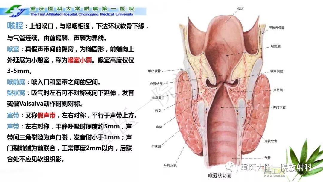 【PPT】咽部解剖及T分期影像诊断