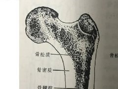 骨髓的转化与逆转化